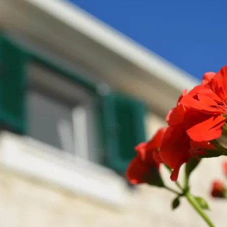 House Little Flower * Traù