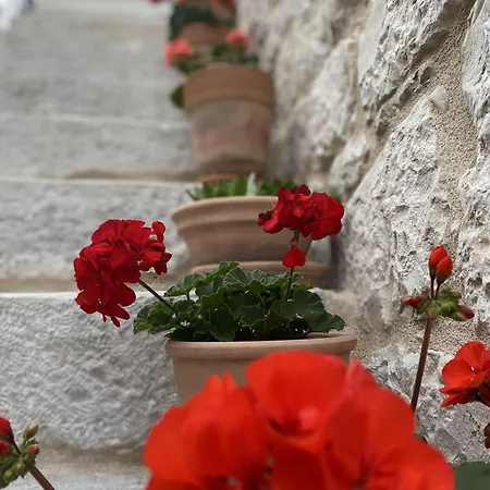 House Little Flower Traù